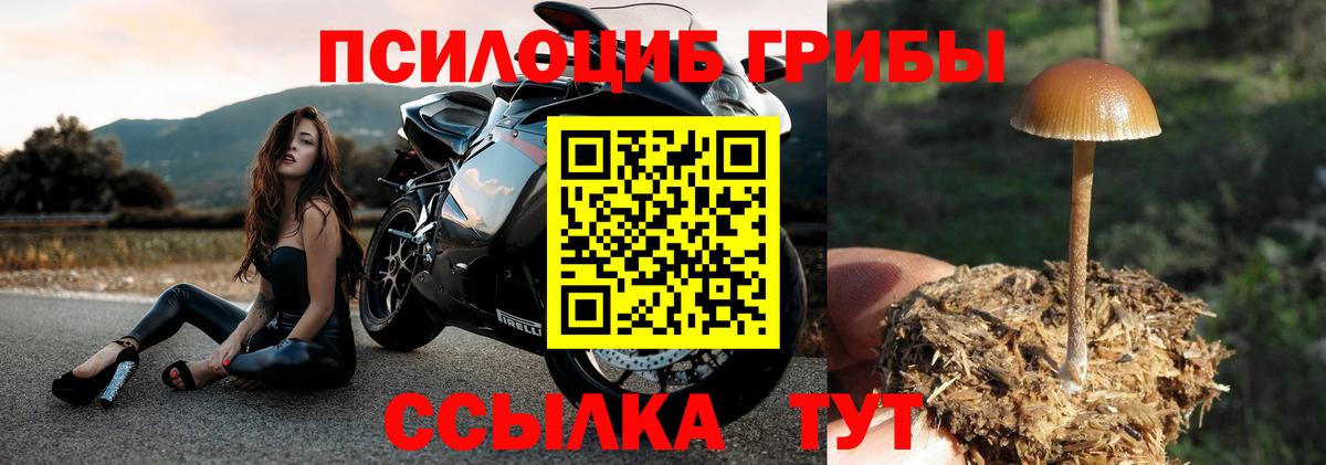 Псилоцибиновые грибы Cubensis Ликино-Дулёво